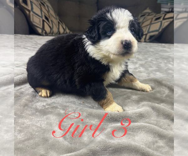 Medium Photo #72 Australian Shepherd Puppy For Sale in SALISBURY, NC, USA