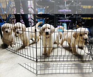Golden Retriever Puppy for sale in MACON, GA, USA