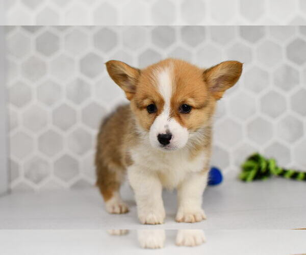 Medium Photo #31 Pembroke Welsh Corgi Puppy For Sale in MIDDLEBURY, IN, USA