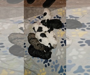 Poodle (Standard) Litter for sale in HAVANA, IL, USA