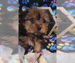 Small Photo #10 Yorkshire Terrier Puppy For Sale in AKRON, OH, USA