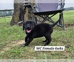 Small Photo #66 Labrador Retriever Puppy For Sale in EDGEWOOD, TX, USA