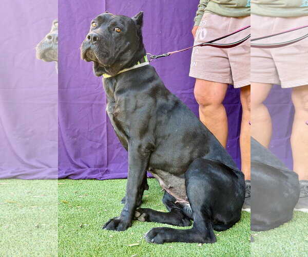 Medium Photo #2 Mutt Puppy For Sale in Goodyear, AZ, USA