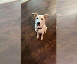 Small Labrador Retriever Mix
