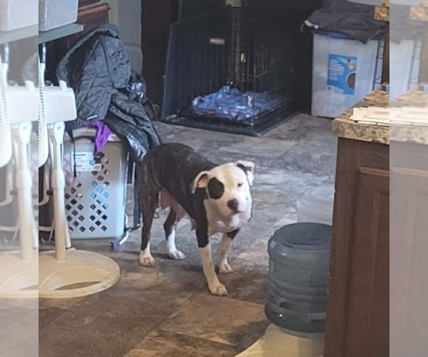 Medium Photo #1 Mutt Puppy For Sale in Binghamton, NY, USA