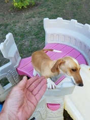Dachshund Puppy for sale in SAN ANTONIO, TX, USA