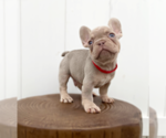 Small #1 French Bulldog