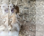 Small Photo #18 Labrador Retriever Puppy For Sale in ASHEVILLE, NC, USA
