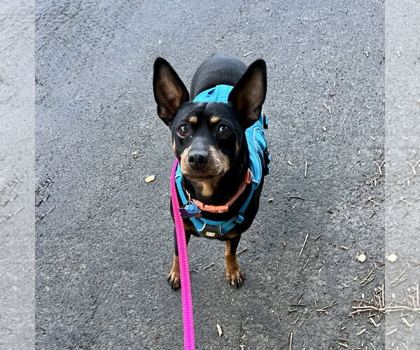 Medium Photo #4 Miniature Pinscher-Unknown Mix Puppy For Sale in Santa Clara, CA, USA