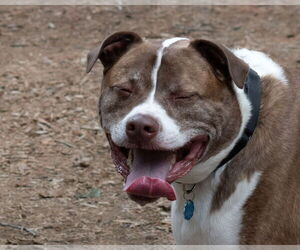 FERGAL aka RAMBO - Male Mutt Dog for Adoption - Photo #16