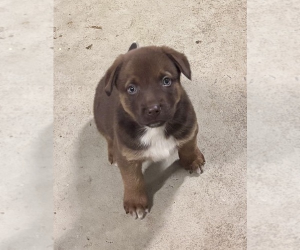 Medium Photo #2 Australian Shepherd-Belgian Malinois Mix Puppy For Sale in CROWLEY, TX, USA