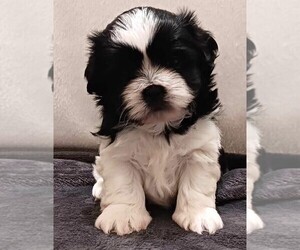 Shih Tzu Puppy for sale in PARRISH, FL, USA