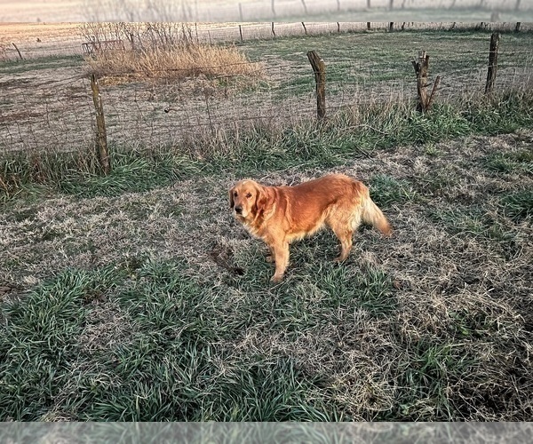 Medium Photo #1 Golden Retriever Puppy For Sale in BURNS, KS, USA