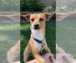 Small Photo #2 Chihuahua Puppy For Sale in Menifee, CA, USA