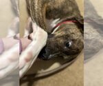 Small #9 Labrador Retriever-Plott Hound Mix