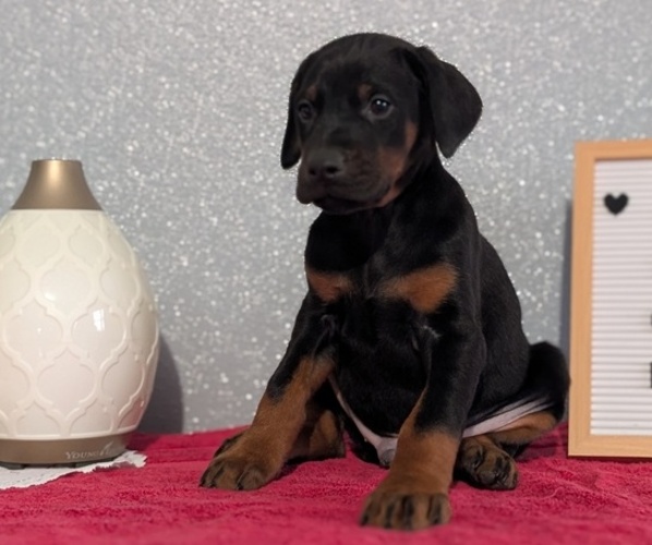 Medium Photo #7 Doberman Pinscher Puppy For Sale in GOSHEN, IN, USA