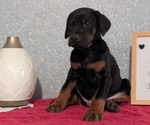 Small #6 Doberman Pinscher