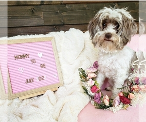 Mother of the Havanese puppies born on 07/15/2022