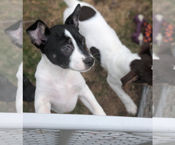 Medium Photo #4 Mutt Puppy For Sale in Brooklyn Center, MN, USA