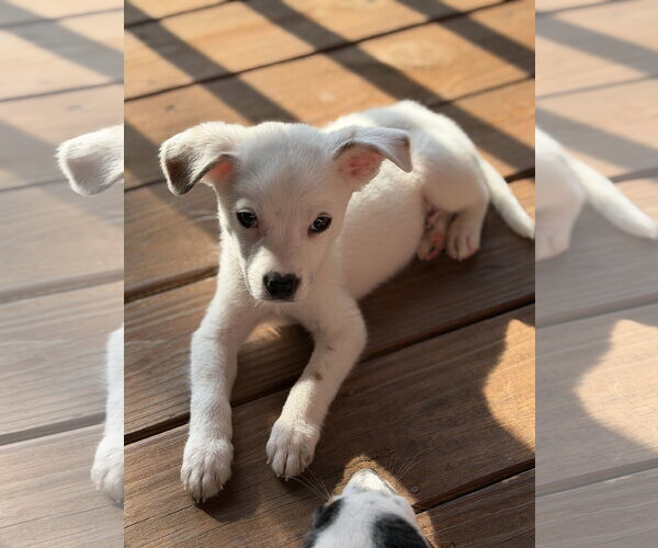 Medium Photo #2 Jack Russell Terrier-Unknown Mix Puppy For Sale in Ball Ground, GA, USA