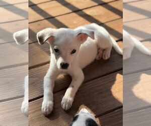 Poppins - Male Jack Russell Terrier-Unknown Mix Dog for Adoption - Photo #2