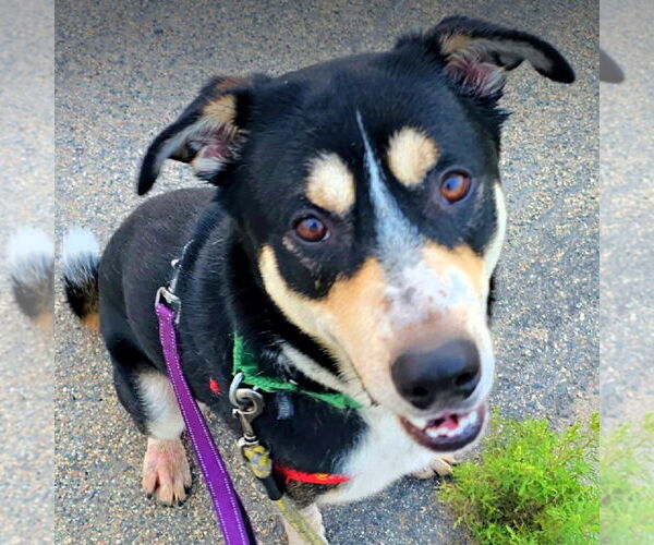 Medium Photo #1 Mutt Puppy For Sale in Fargo, ND, USA