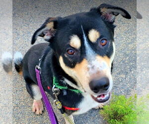 Mutt Dogs for adoption in Fargo, ND, USA