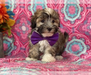 Havanese Puppy for sale in LANCASTER, PA, USA