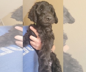 Goldendoodle Puppy for sale in WATERLOO, IL, USA