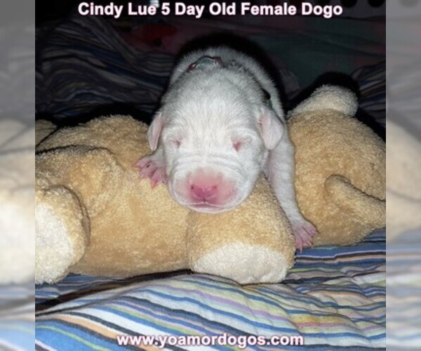 Medium Photo #20 Dogo Argentino Puppy For Sale in PINEVILLE, MO, USA