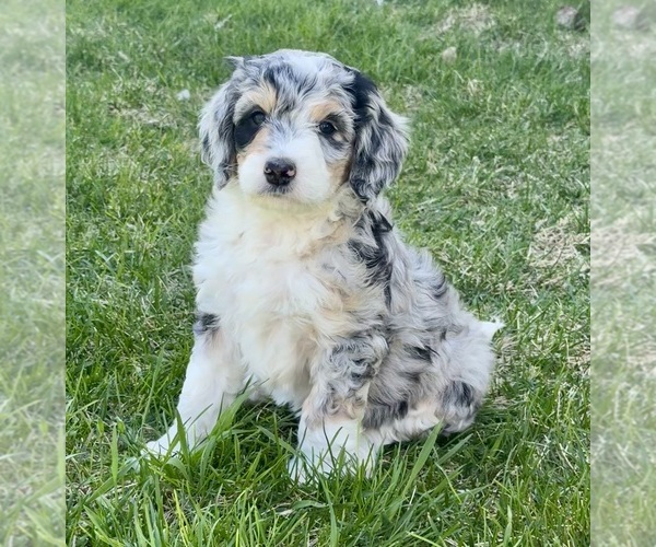 Medium Photo #1 Bernedoodle Puppy For Sale in ROSCOE, SD, USA
