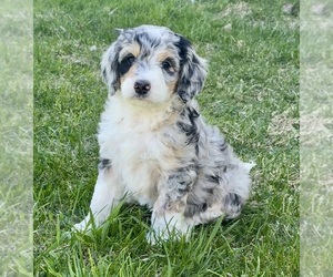 Bernedoodle Puppy for sale in ROSCOE, SD, USA