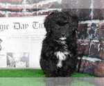 Small Photo #2 Aussie-Poo Puppy For Sale in BEL AIR, MD, USA