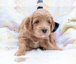Small #5 Goldendoodle (Miniature)