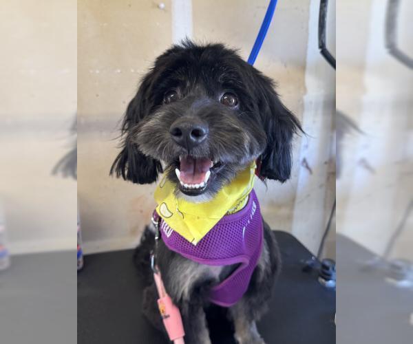 Medium Photo #2 Mutt Puppy For Sale in Oakley, CA, USA