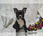 Puppy Oreo Boston Terrier