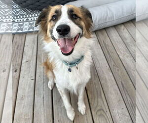 Border Collie-Unknown Mix Dogs for adoption in Fargo, ND, USA