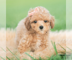 Small #3 Poodle (Toy)