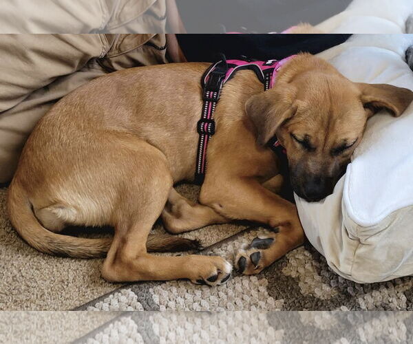 Medium Photo #8 American Staffordshire Terrier-Boxer Mix Puppy For Sale in Princeton, MN, USA