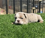Small #13 English Bulldog