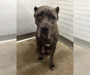 Mutt Dogs for adoption in San Bernardino, CA, USA