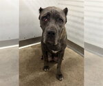 DANA - Female Mutt Dog for Adoption - Small photo