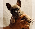Small #14 French Bulldog