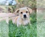 Small Dachshund Mix