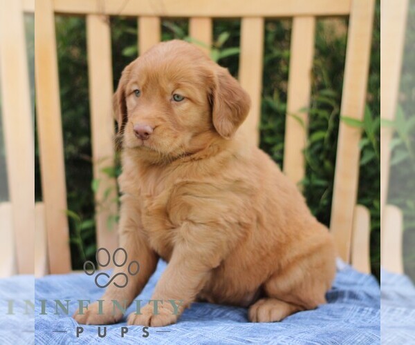 Medium Photo #5 Golden Irish Puppy For Sale in BLAIN, PA, USA