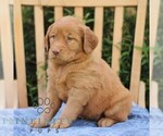 Small #4 Golden Irish