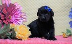 Small Photo #2 Golden Labrador Puppy For Sale in FREDERICKSBG, OH, USA