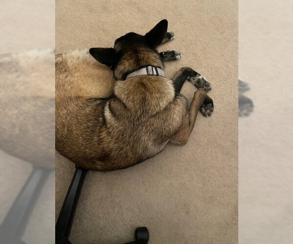 Medium Photo #3 Mutt Puppy For Sale in Imlay City, MI, USA