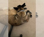 Small #2 Mutt