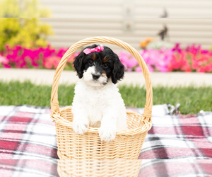 Cock-A-Poo Puppy for sale in MILLERSBURG, IN, USA